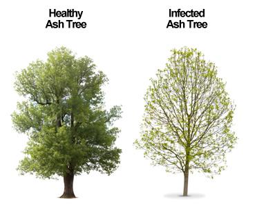 Save Your Ash Trees - Whitehouse Landscaping