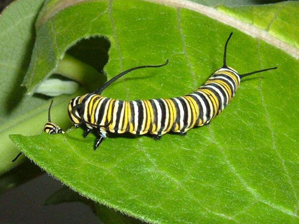 Picture Of Caterpillar Eating Leaves / My Florida Backyard: June 2010 : The caterpillar ate through one nice green leaf, and after he felt much better.