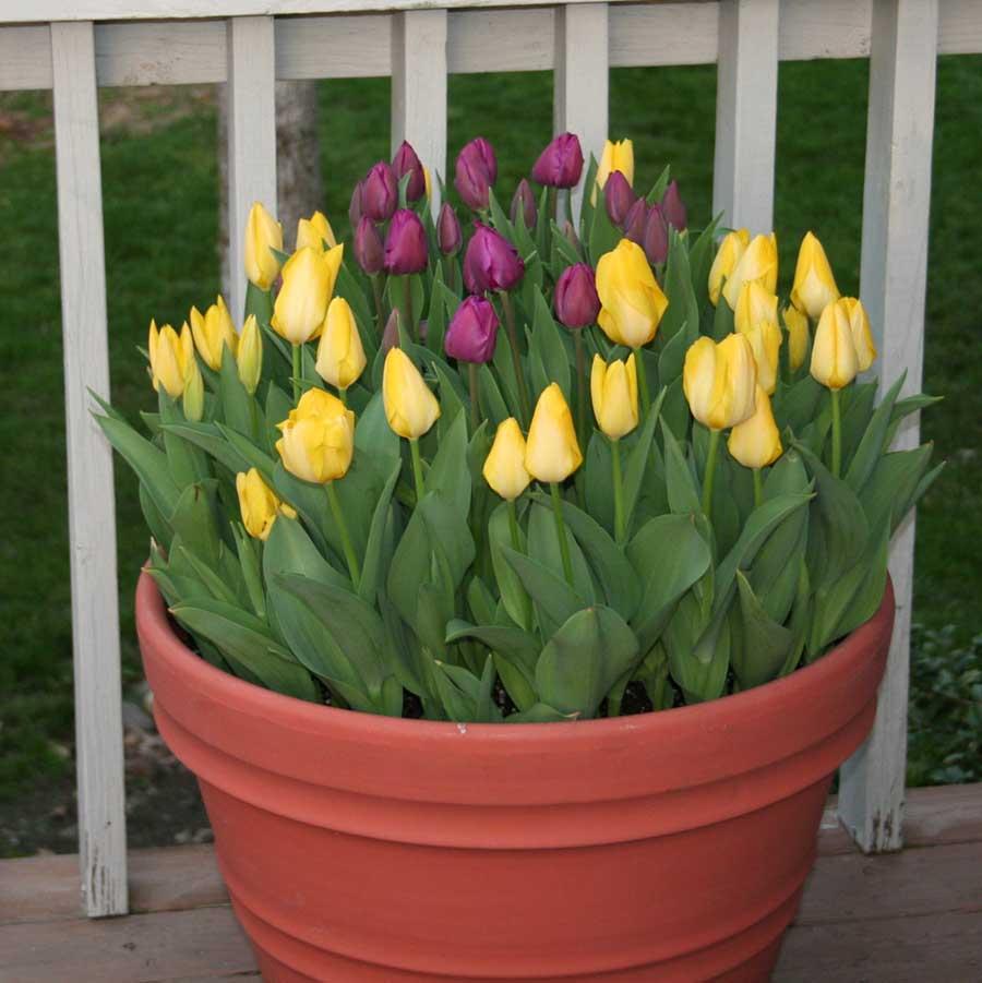 Can you plant tulips in a pot information