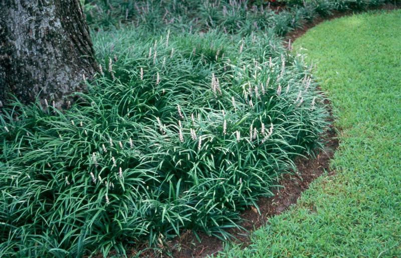 Looking for Low-Maintenance? Try Liriope | Whitehouse ...