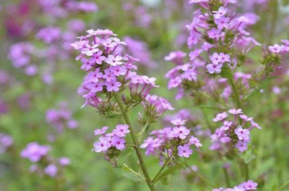 6 Great Plants to Attract Pollinators in your Montgomery County, PA ...