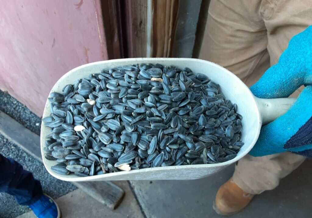 Black-Oil-Sunflower-Seeds-scaled