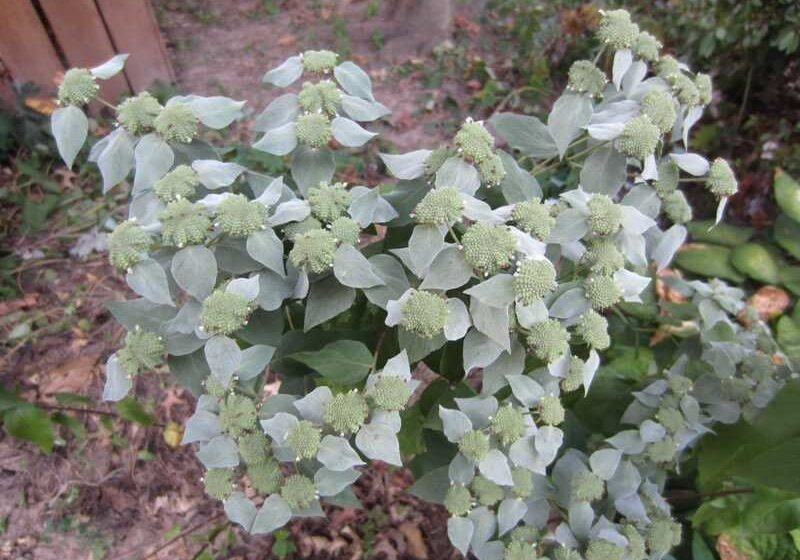 Clustered-Mountain-Mint.-Photo-Missouri-Botanical-Garden