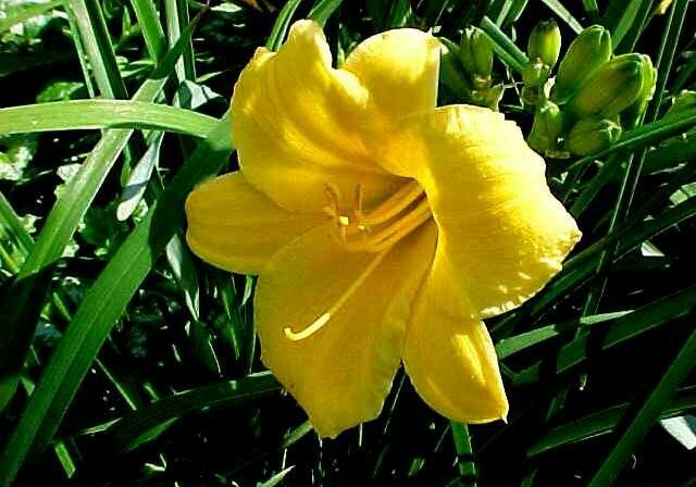 Stella-de-Oro-Daylily