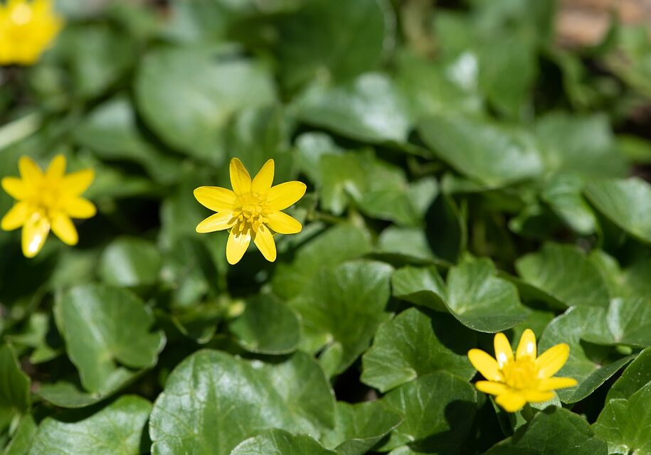 celandine-3452627_960_720