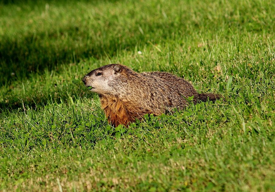 groundhog-free