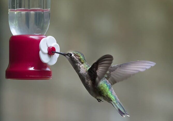 hummingbird-599443_960_720