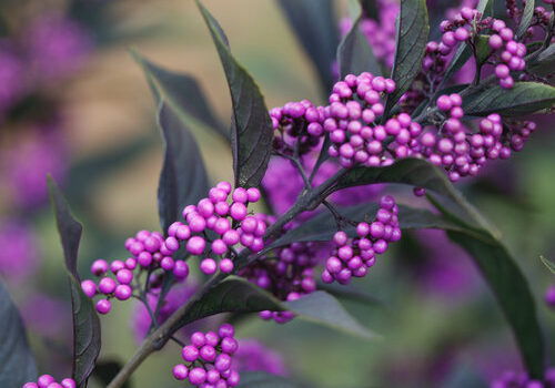 pearl_glam_callicarpa_beauty_berry_purple