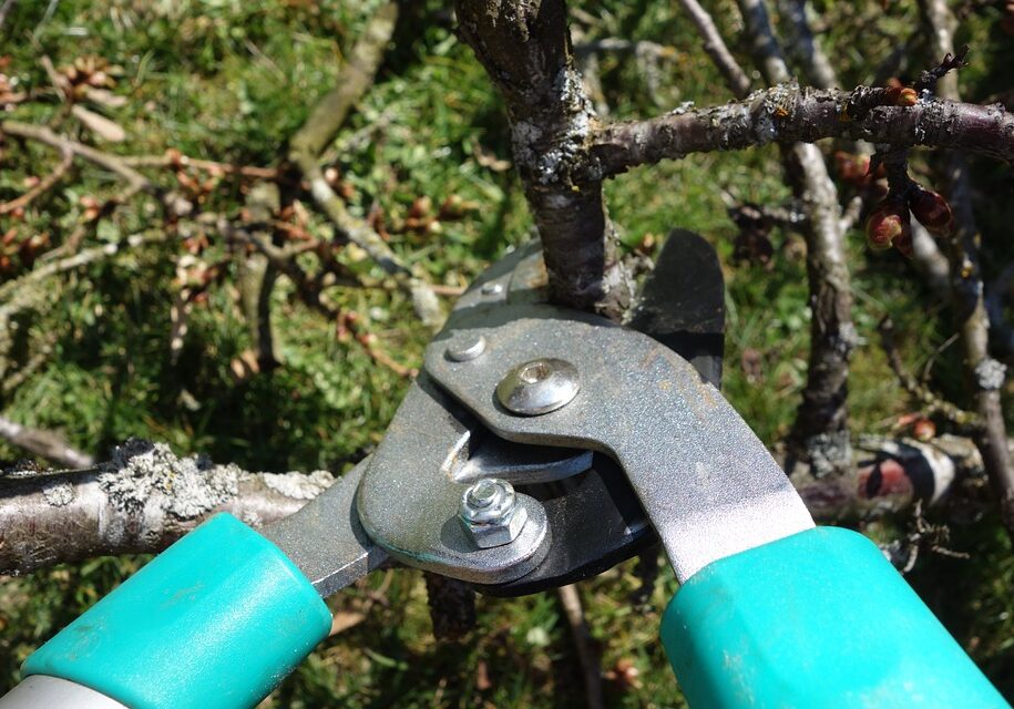 pruning-shears-free