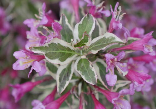 weigela_my_monet_purple_effect_4