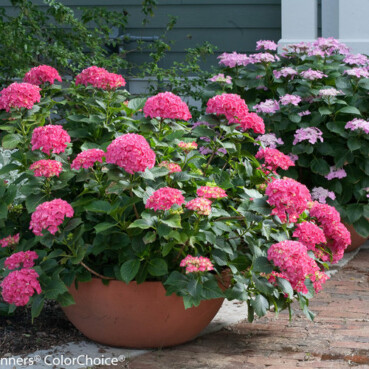 Dwarf Hydrangeas for Small Gardens or Containers - Whitehouse Landscaping